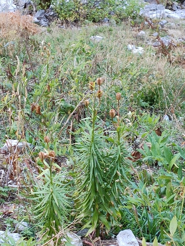 Pyrenean Lily