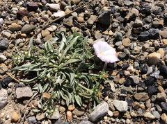 Convolvulus lineatus