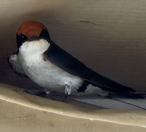 Wire-tailed Swallow