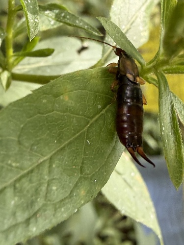 European Earwig