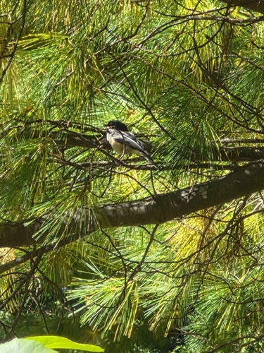 Black-capped Chickadee