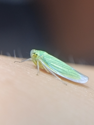 Green Leafhopper