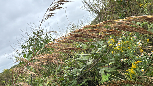Indiangrass