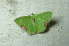 Comibaena integranota