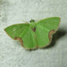 Chlorochaeta integranota - Photo (c) PA Vinayan, some rights reserved (CC BY-NC), uploaded by PA Vinayan