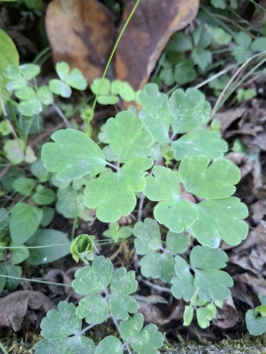 Greater celandine