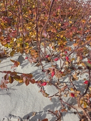Rosa acicularis, photograph (c) Peter L Achuff, some rights reserved (CC BY)