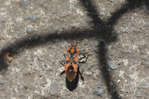 Indian Milkweed Bug