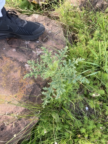 creeping thistle