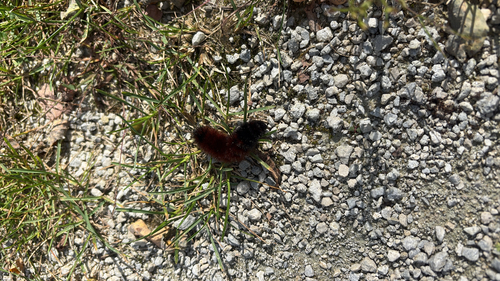 Isabella Tiger Moth