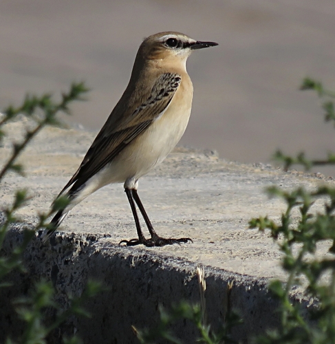 Northern Wheatear