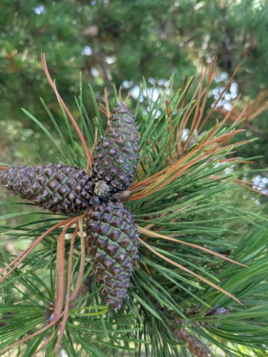 lodgepole pine