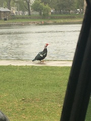 Cairina moschata domestica