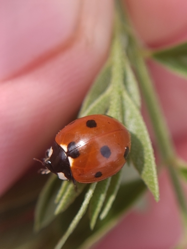 Seven-spotted Lady Beetle