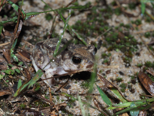 Eastern Spadefoot