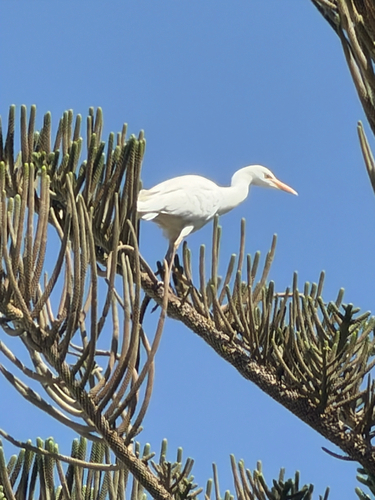 Western Cattle-Egret