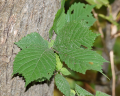 (c) Fyodor Pudovikov, some rights reserved (CC BY) Ulmus glabra, photograph (c) Fyodor Pudovikov, some rights reserved (CC BY)