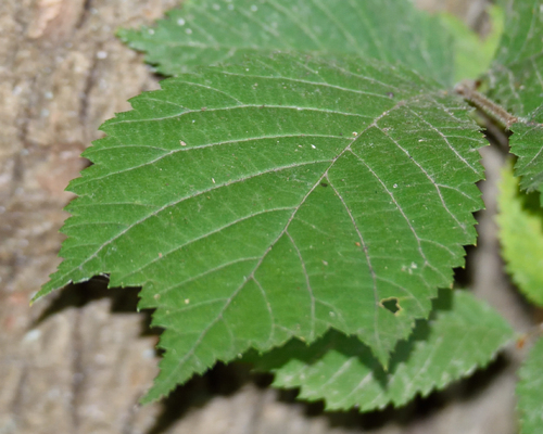 Ulmus glabra, photograph 4