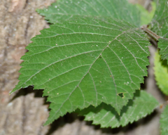 (c) Fyodor Pudovikov, some rights reserved (CC BY) Ulmus glabra, photograph (c) Fyodor Pudovikov, some rights reserved (CC BY)