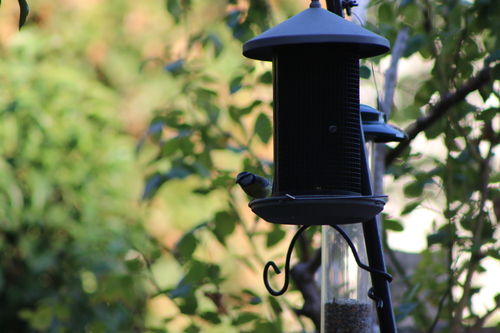 Eurasian Blue Tit