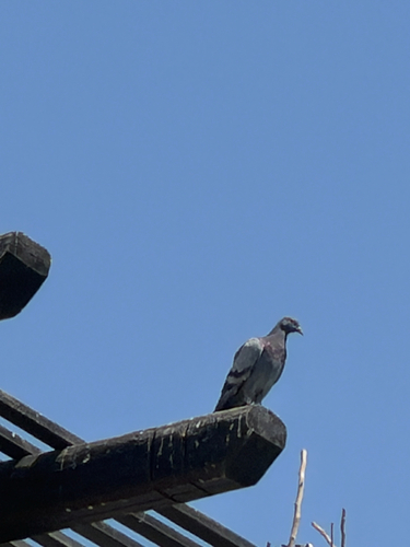 Feral Pigeon