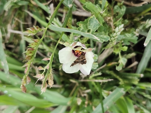 Spotted Beet Webworm Moth