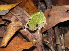 Kurixalus berylliniris