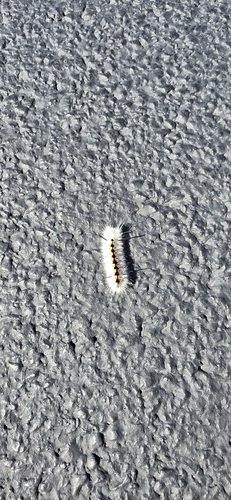 Hickory Tussock Moth