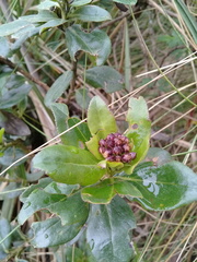 Baccharis prunifolia