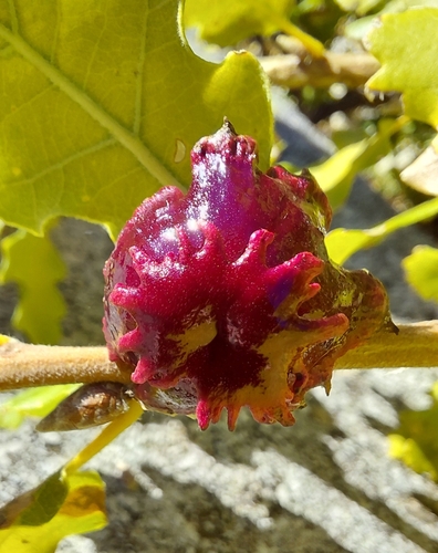 Andricus dentimitratus