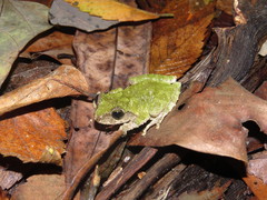 Kurixalus berylliniris