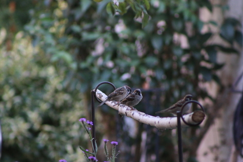 Eurasian Tree Sparrow