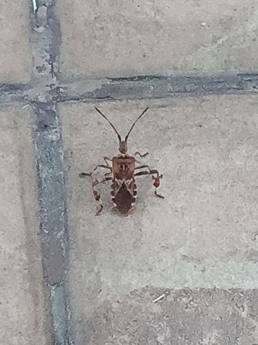 Western Conifer Seed Bug