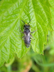 Lasioglossum sexnotatum