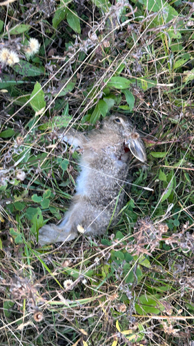 Brown Hare