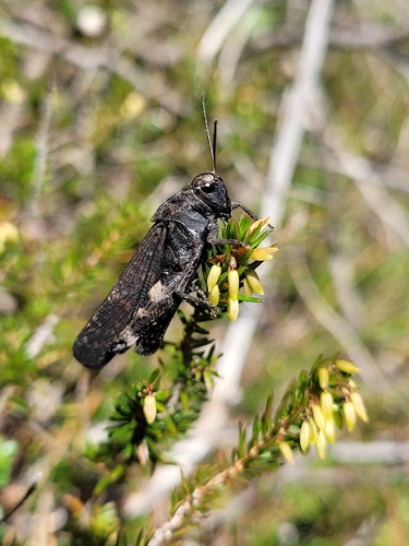 Rattle Grasshopper