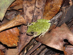 Kurixalus berylliniris