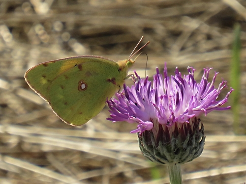 Clouded Yellow