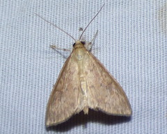 Ostrinia