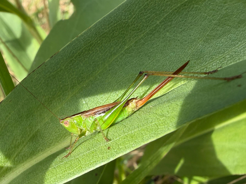 Short-winged Meadow Katydid