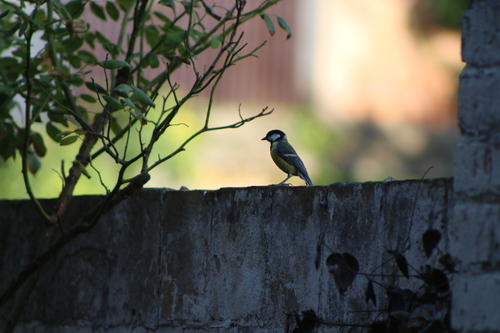 Great Tit
