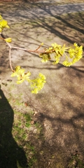 Acer platanoides