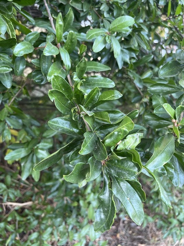 pomegranate