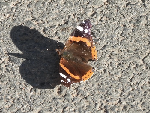 Red Admiral