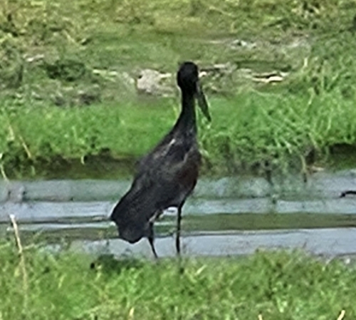 African Openbill