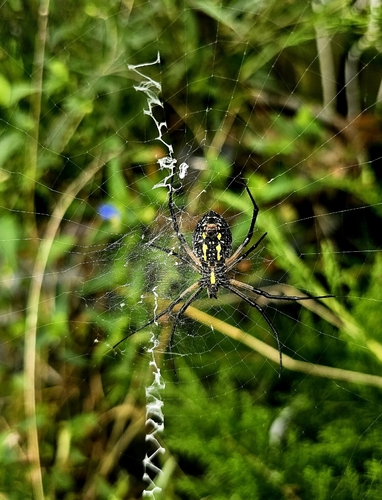 Yellow Garden Spider