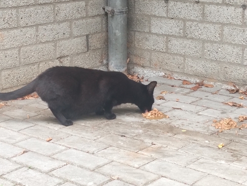 Domestic Cat