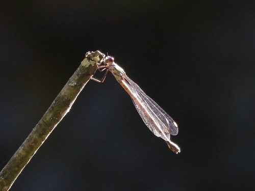 Western Willow Spreadwing