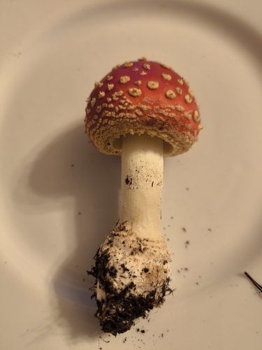Fly Agaric