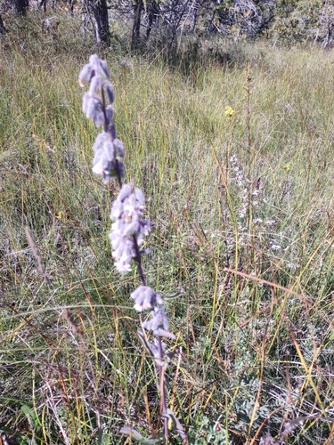 Nabalus racemosus, photograph 6